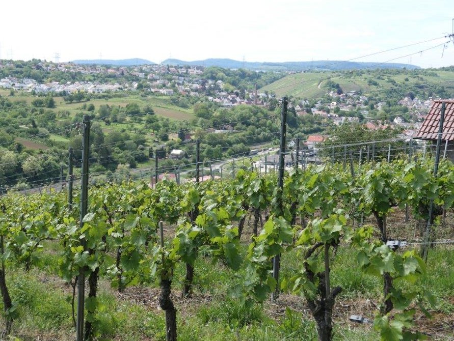 Besigheim_Weinberge_vor_dem_Ort.jpg